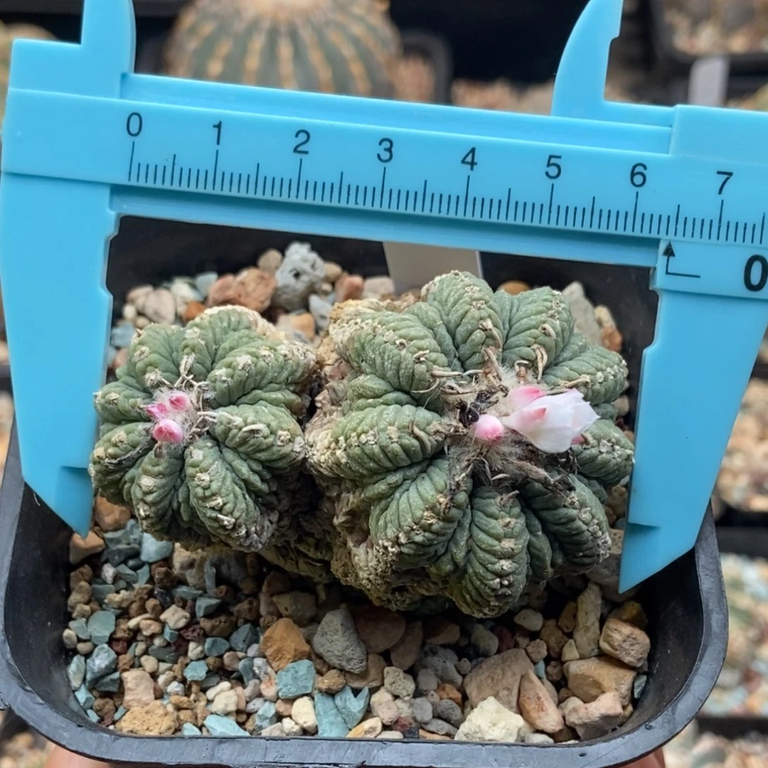 老花笼111111111111