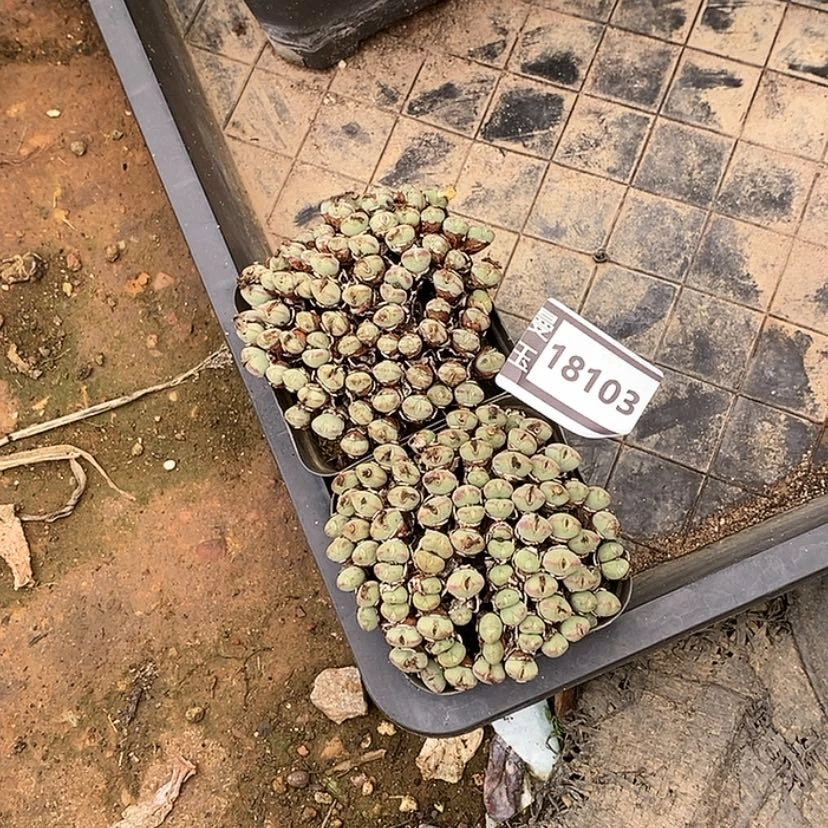 【闪购商品】凌***g口迪两盆18103