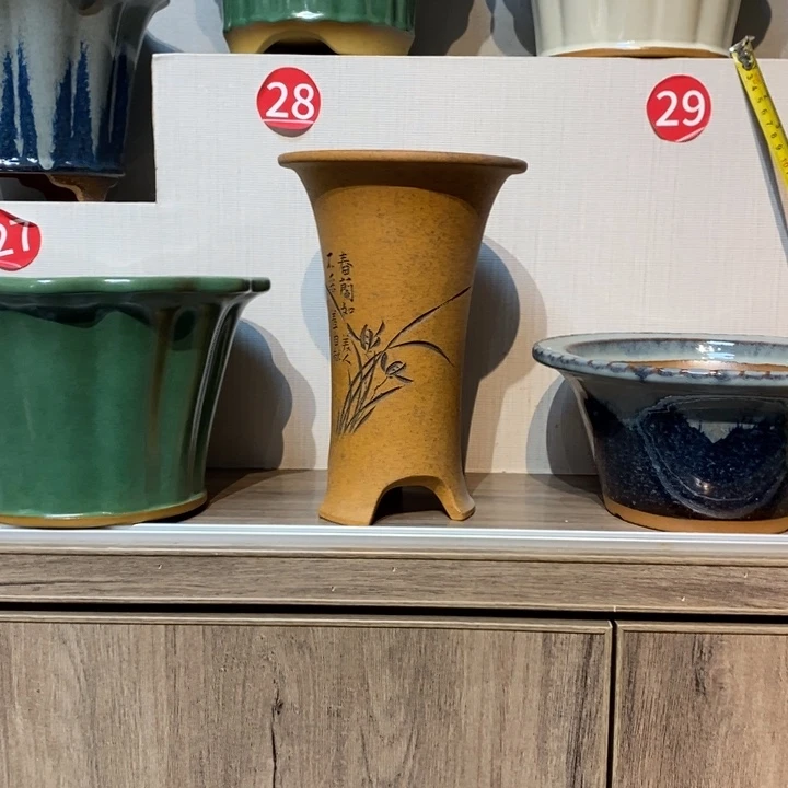 紫砂花盆掉****树福利来啦