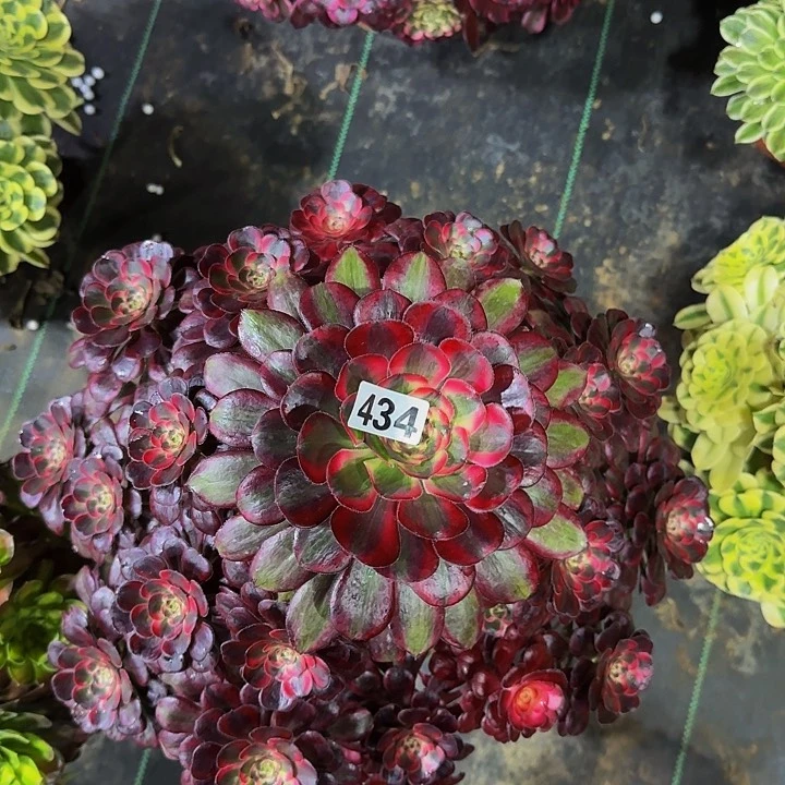 用****春434丽娜多肉法师