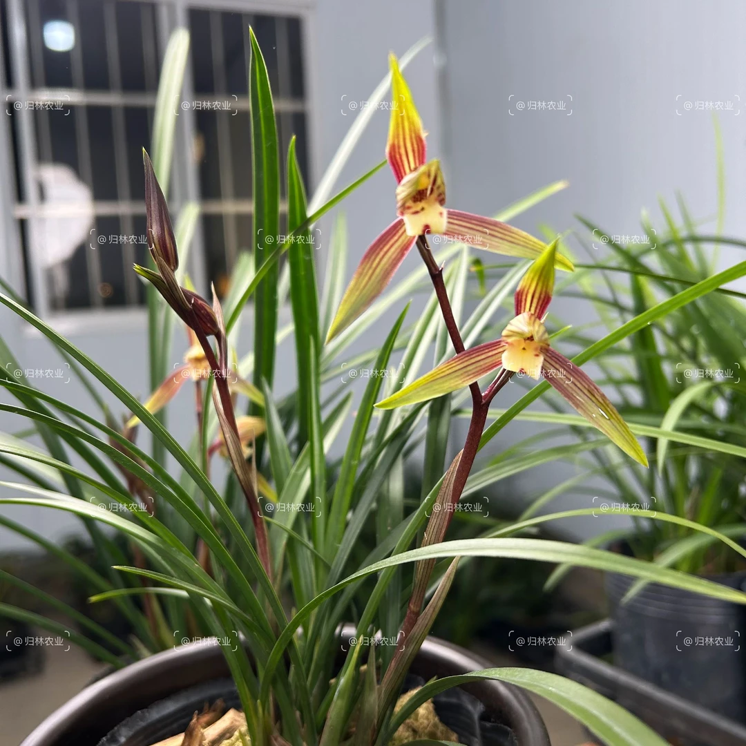 精品寒兰-红美人 名贵国兰特浓香兰花 细叶春寒兰