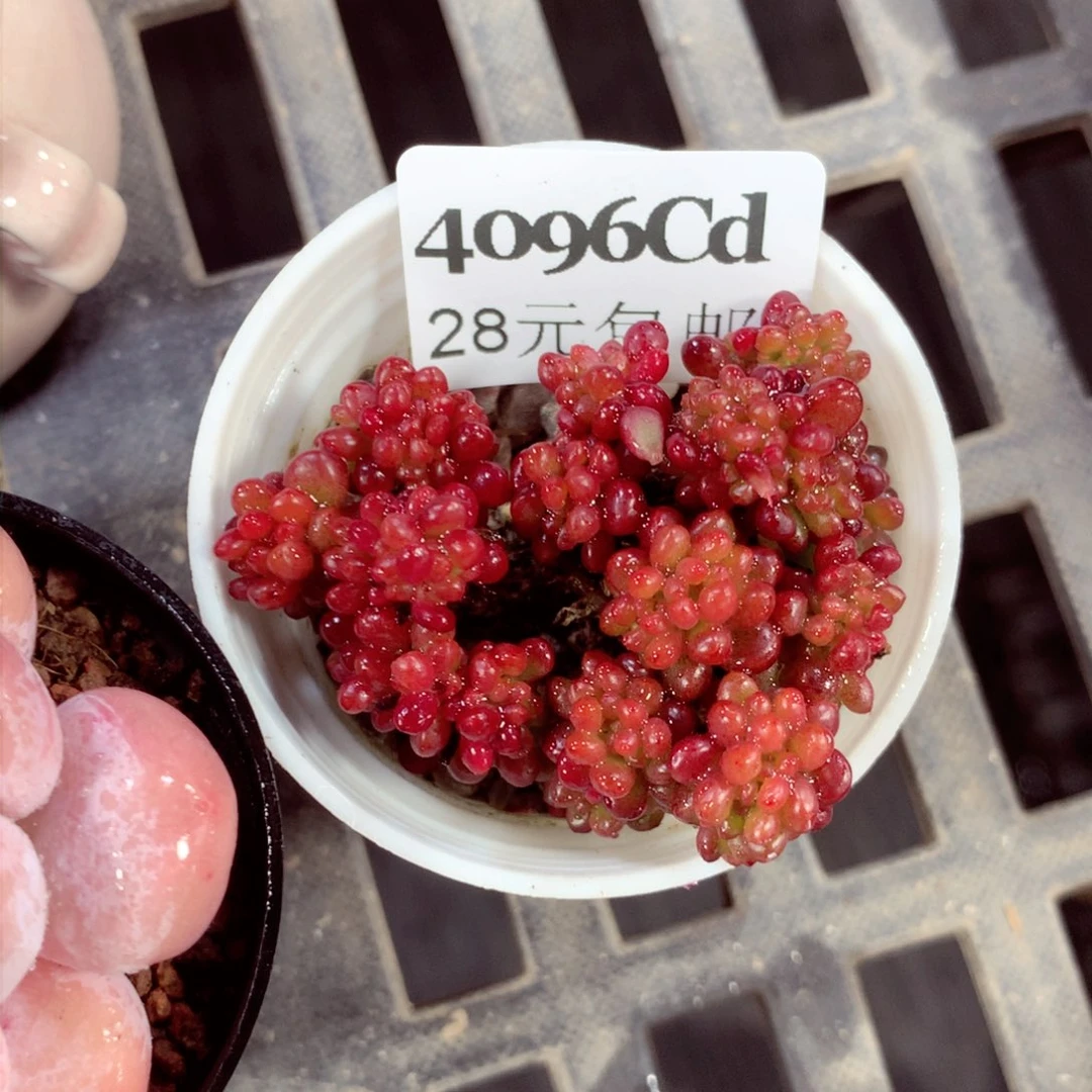 5厘米盆精控多肉4096