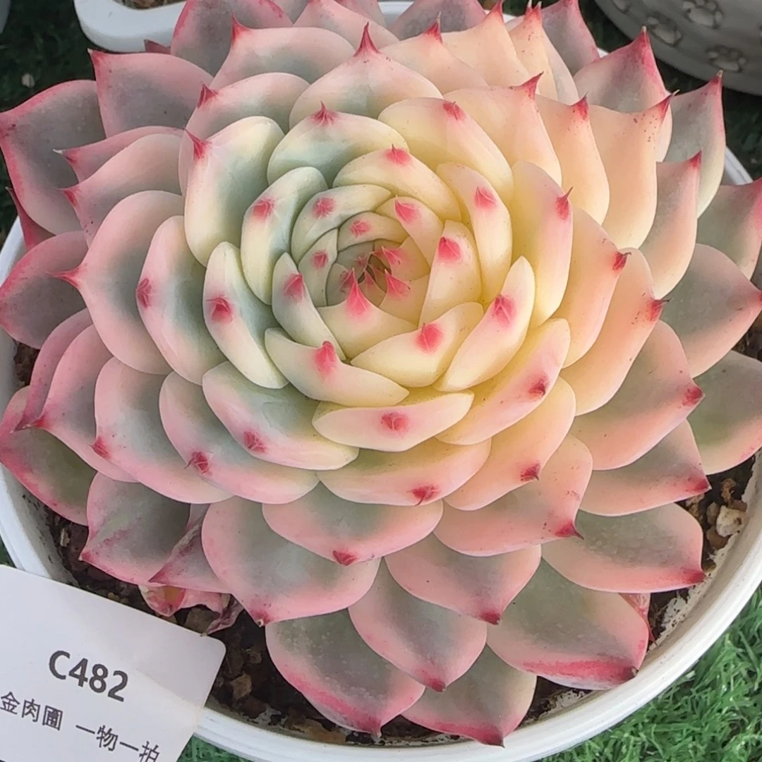 C482吉娃娃锦