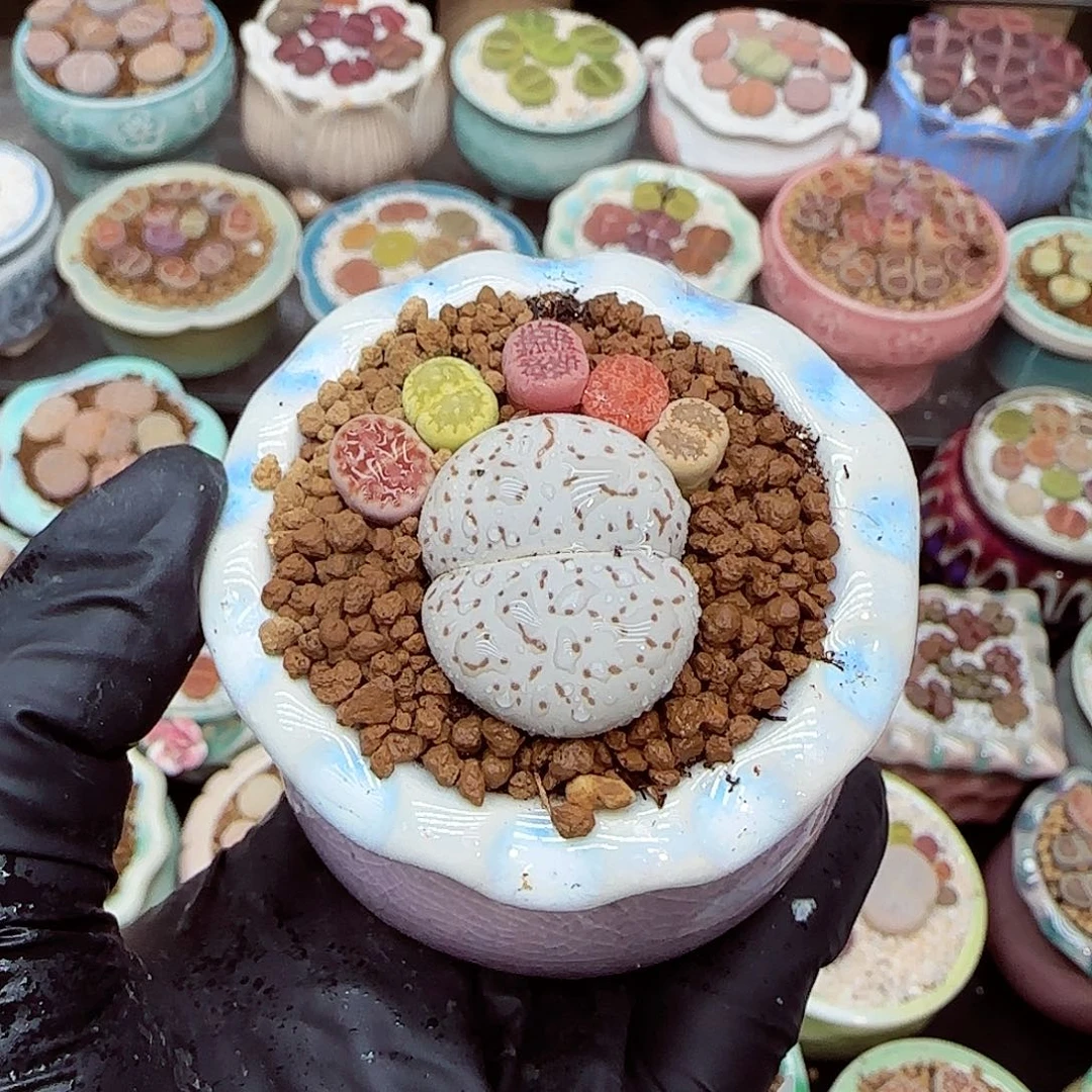 生石花满18包邮1205-84