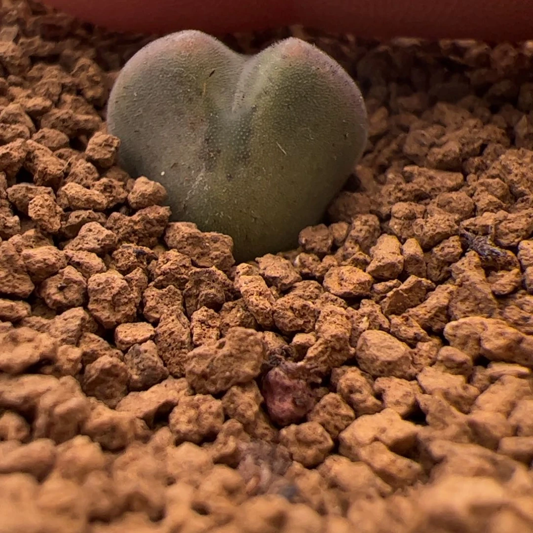 鲲370号大眼空蝉2.9多肉