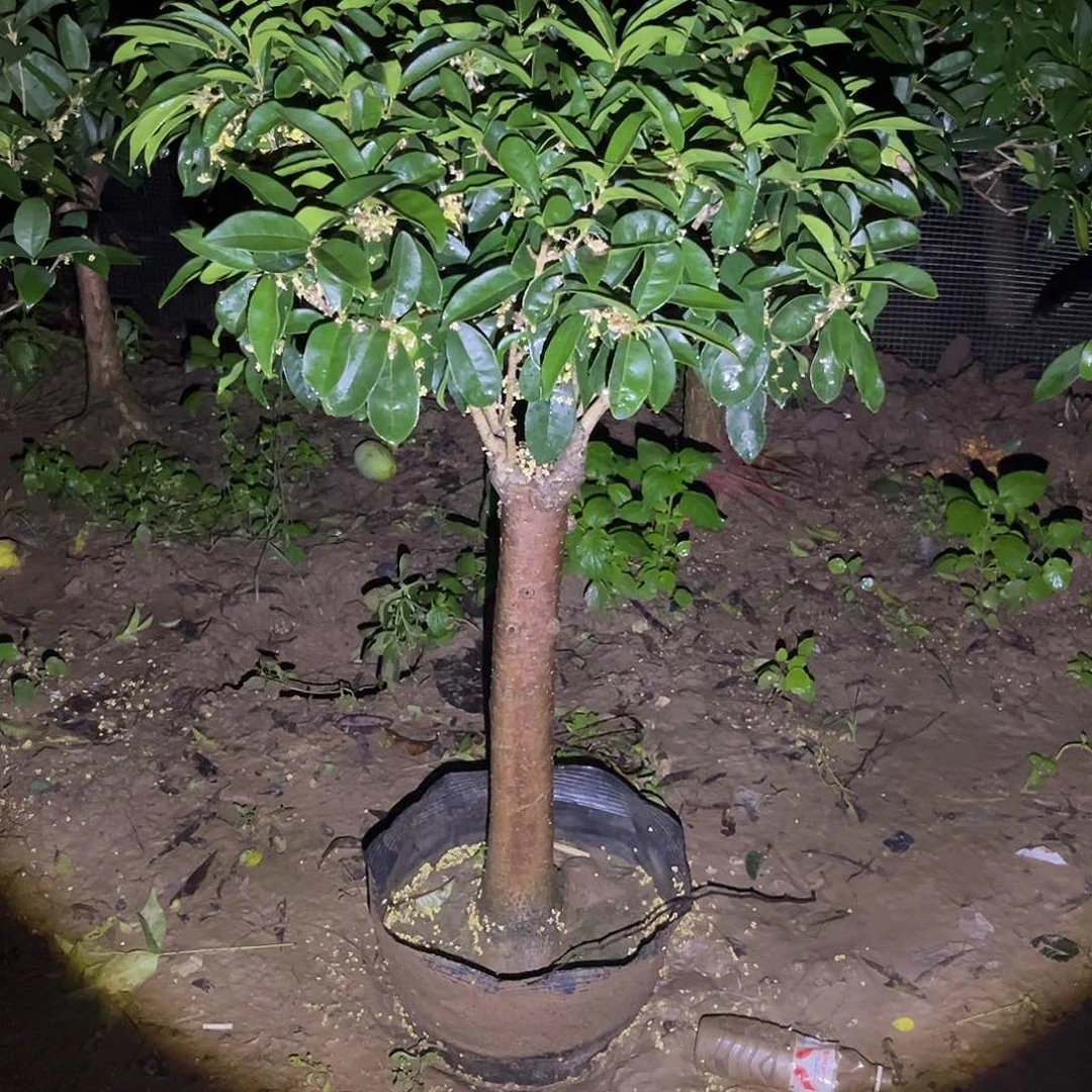 当前无花栽培后可以开花硕*