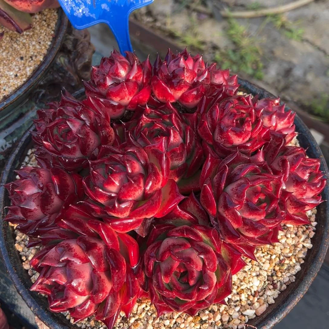 从前慢多肉精选编号0214.水母-已售欣赏