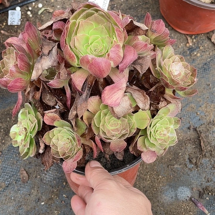872黑寡妇多肉植物法师