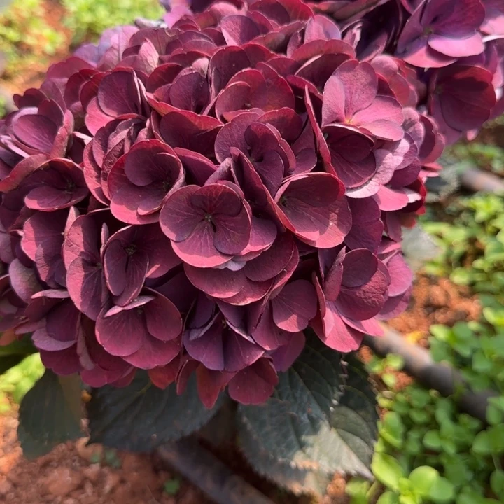 完全开放359绣球