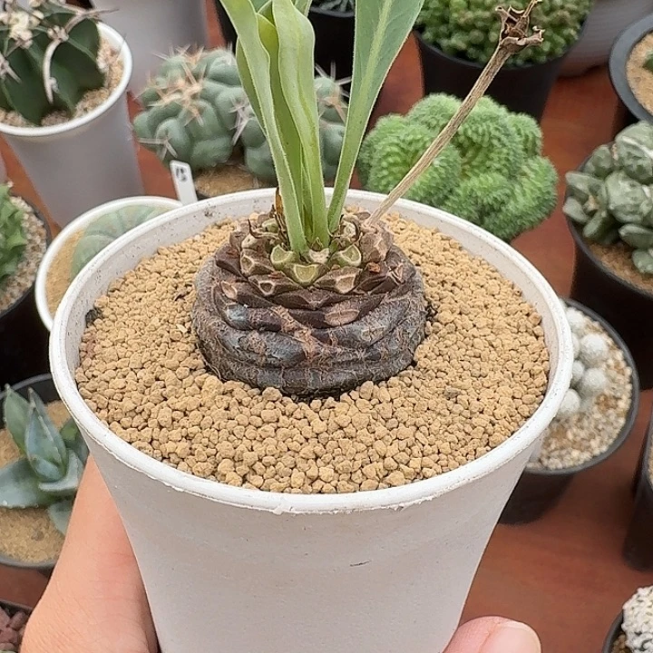 铁甲丸仙人球42345