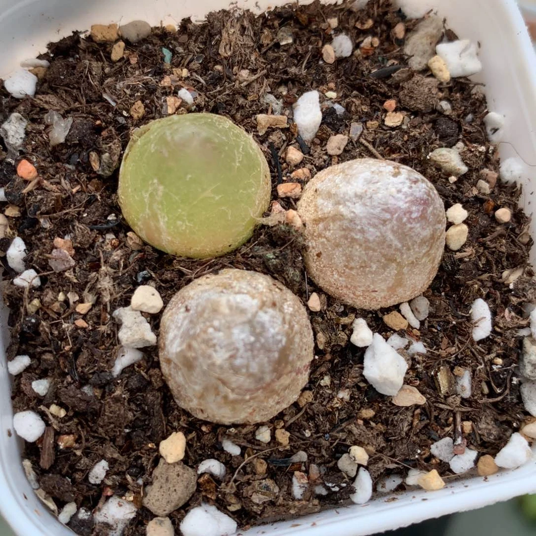 a405灯泡一盆一盆