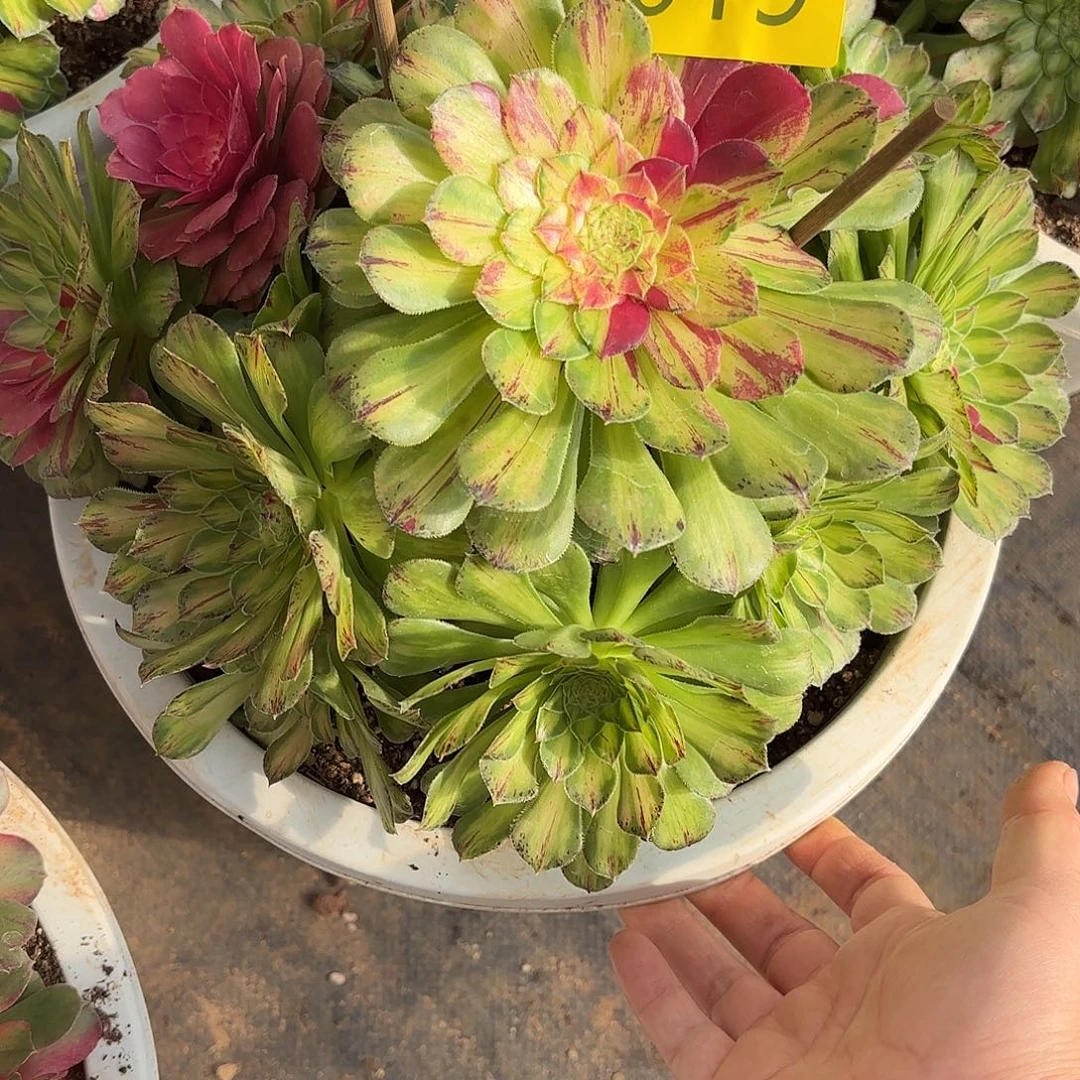 哈哈多肉植物知否019