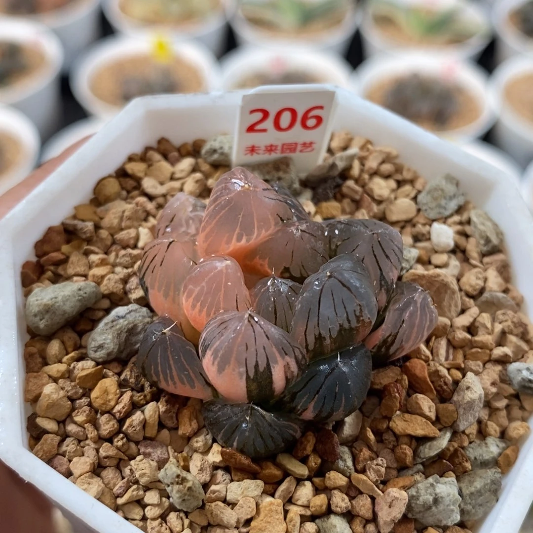 206龙爪玉露锦一物一图