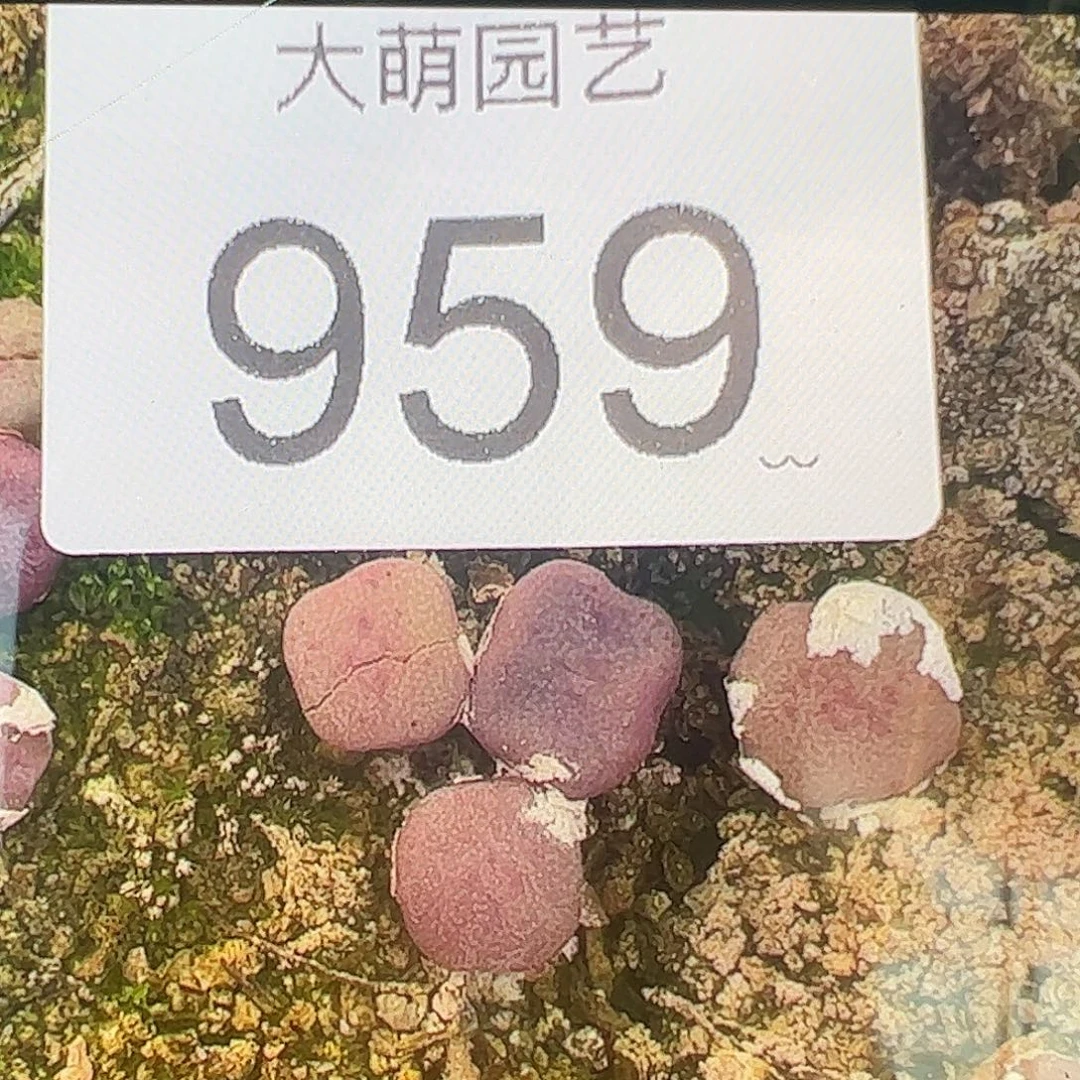 量拍方碗3颗一组      959