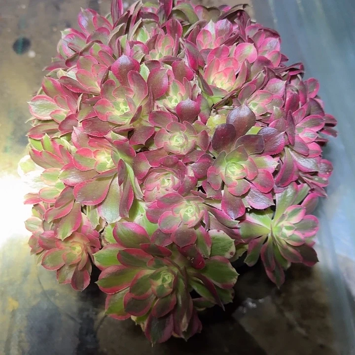 精品粉女巫朵朵亏本福利33