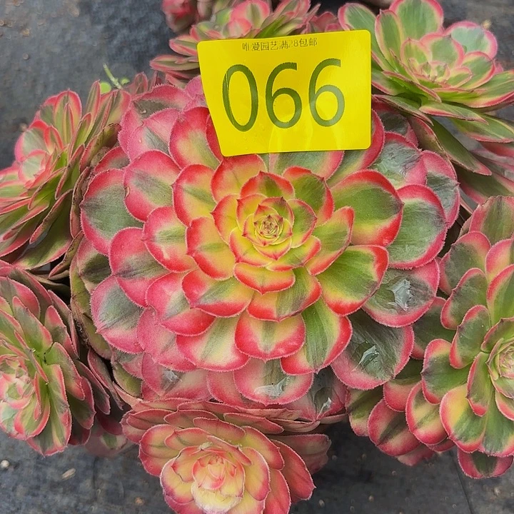 多肉植物福利来066个
