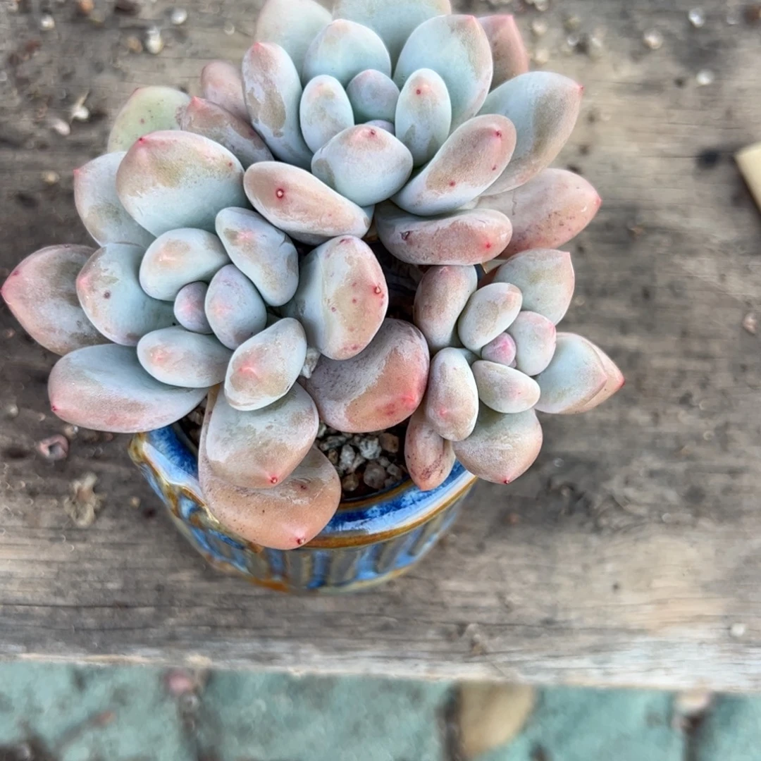 瑶****香水三头不带盆多肉植物
