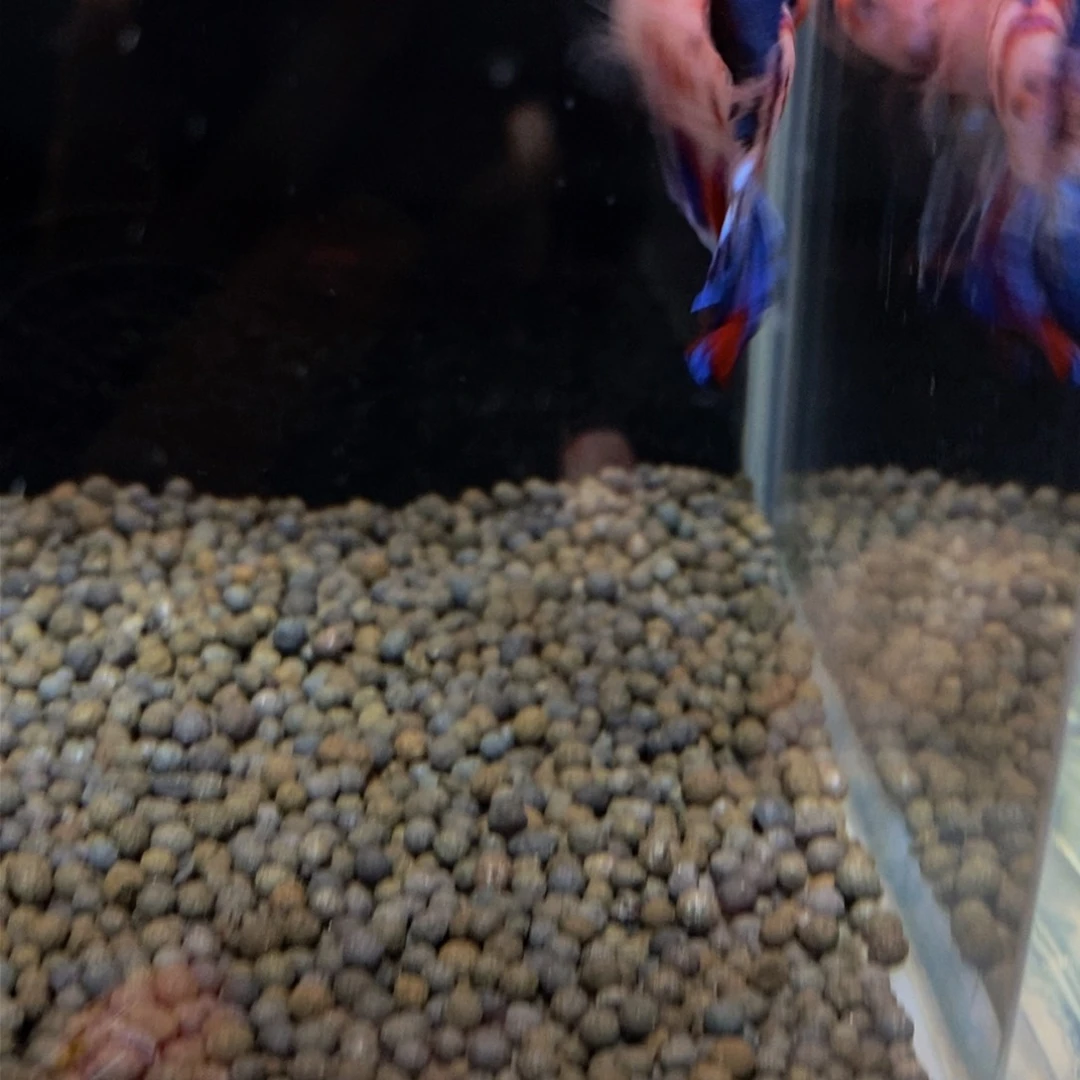 热带鱼公355巨斗