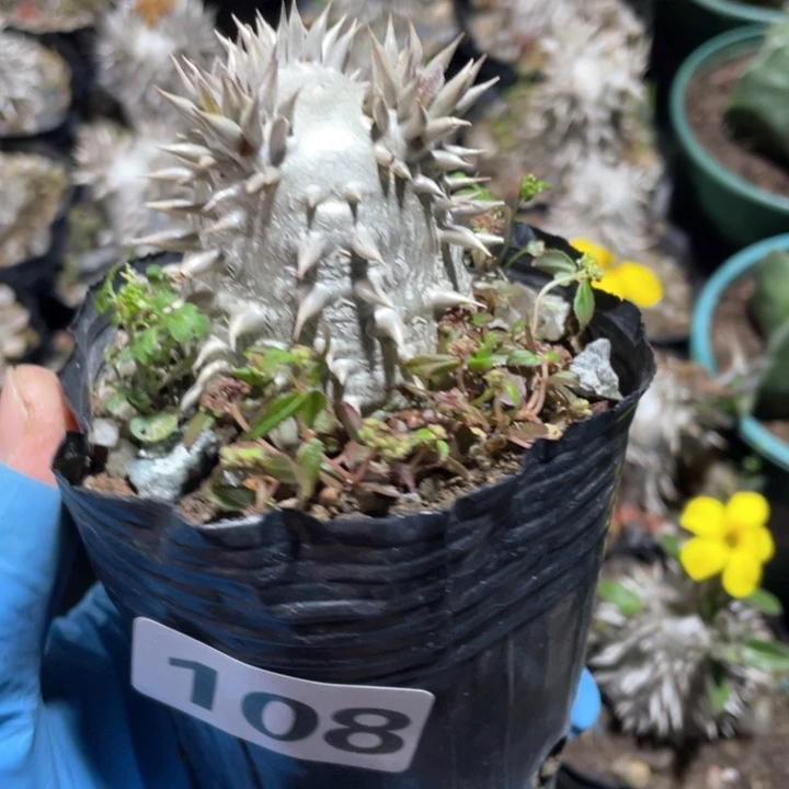 ?****?108惠比大黑块根