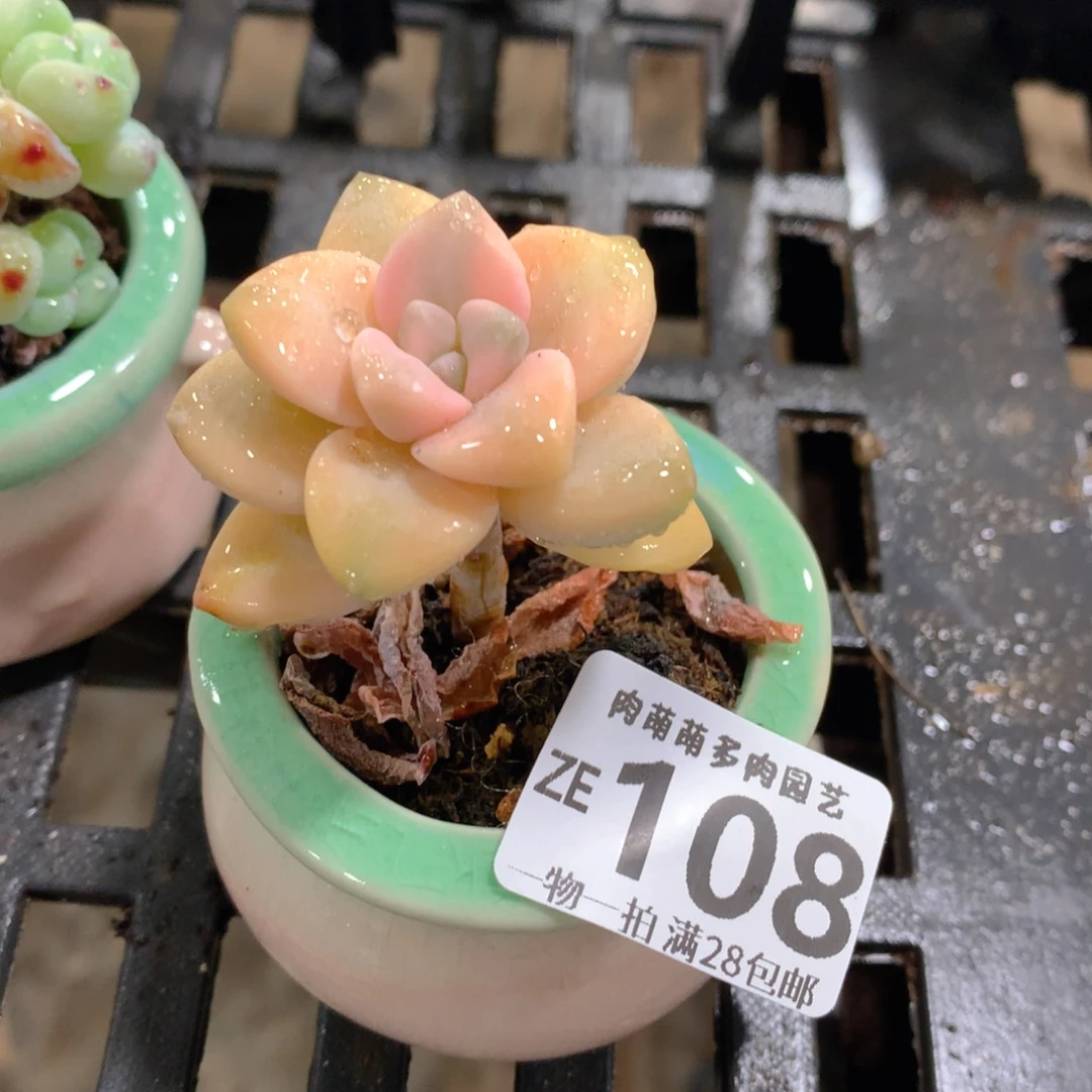 肉萌萌拇指盆精控多肉ZE108