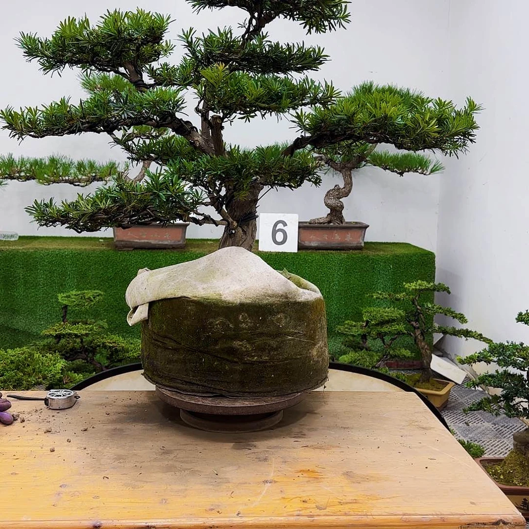 无花朵小*盆景盆景盆景盆景