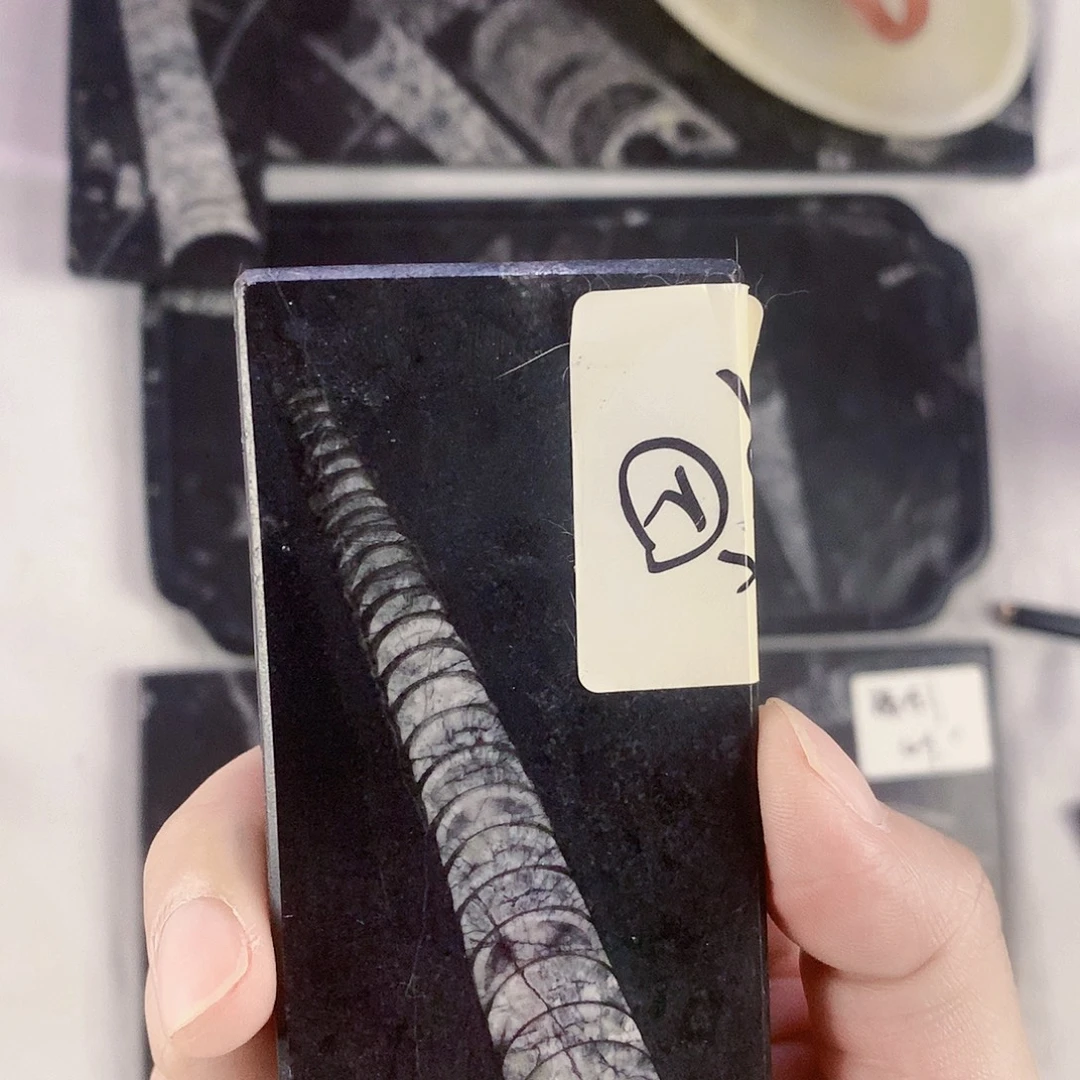 藏***子化石镇尺摆件小众