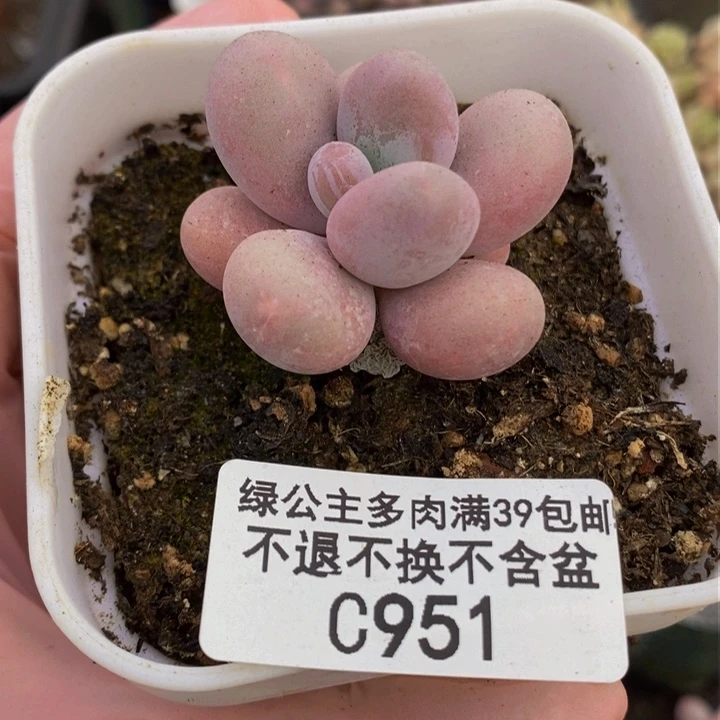 水光针奶酪3cm951多肉植物