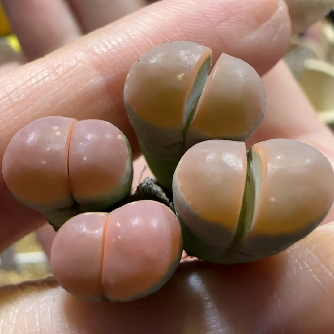 8.21。   橄榄。  9025