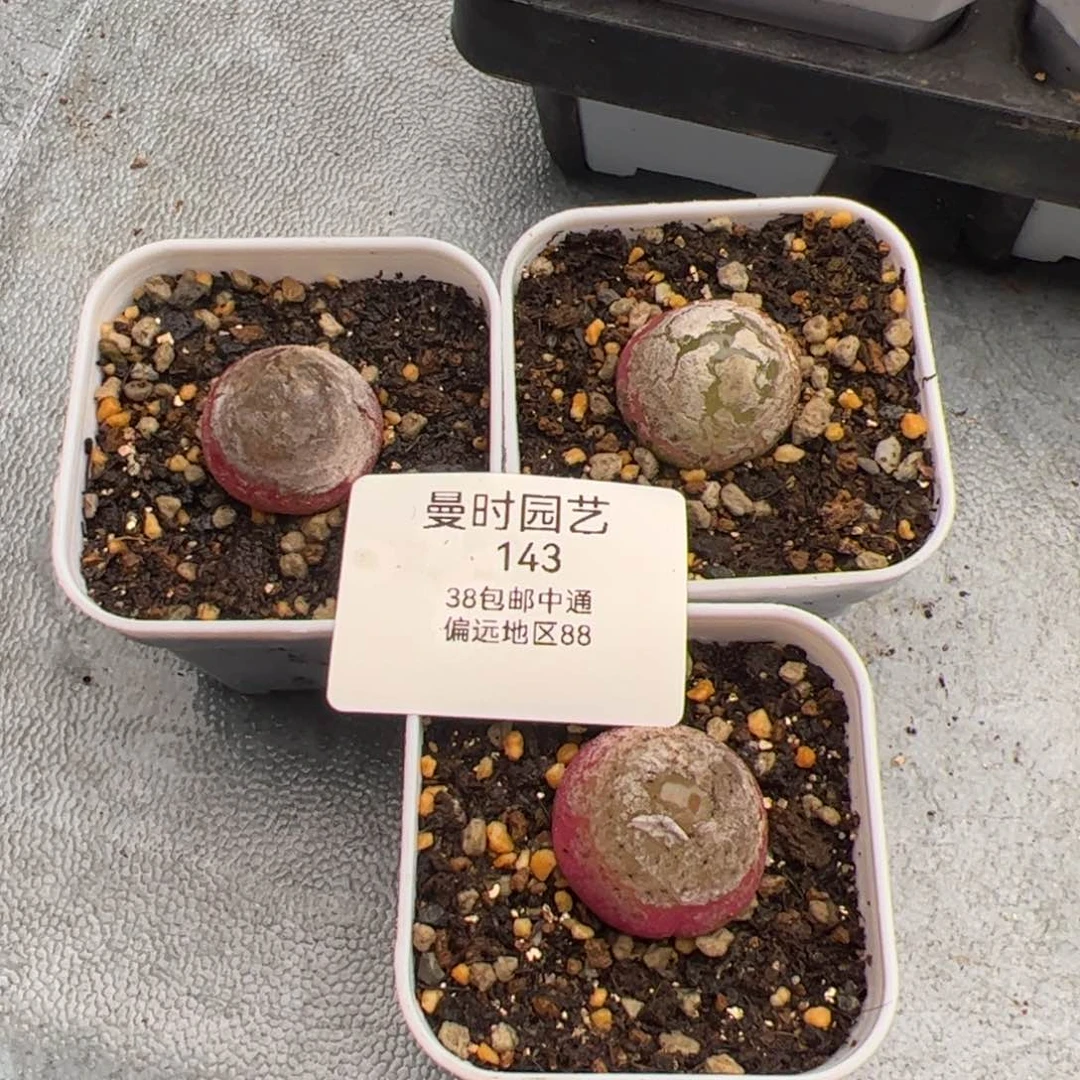 认****改2.14灯泡福利多肉植物143