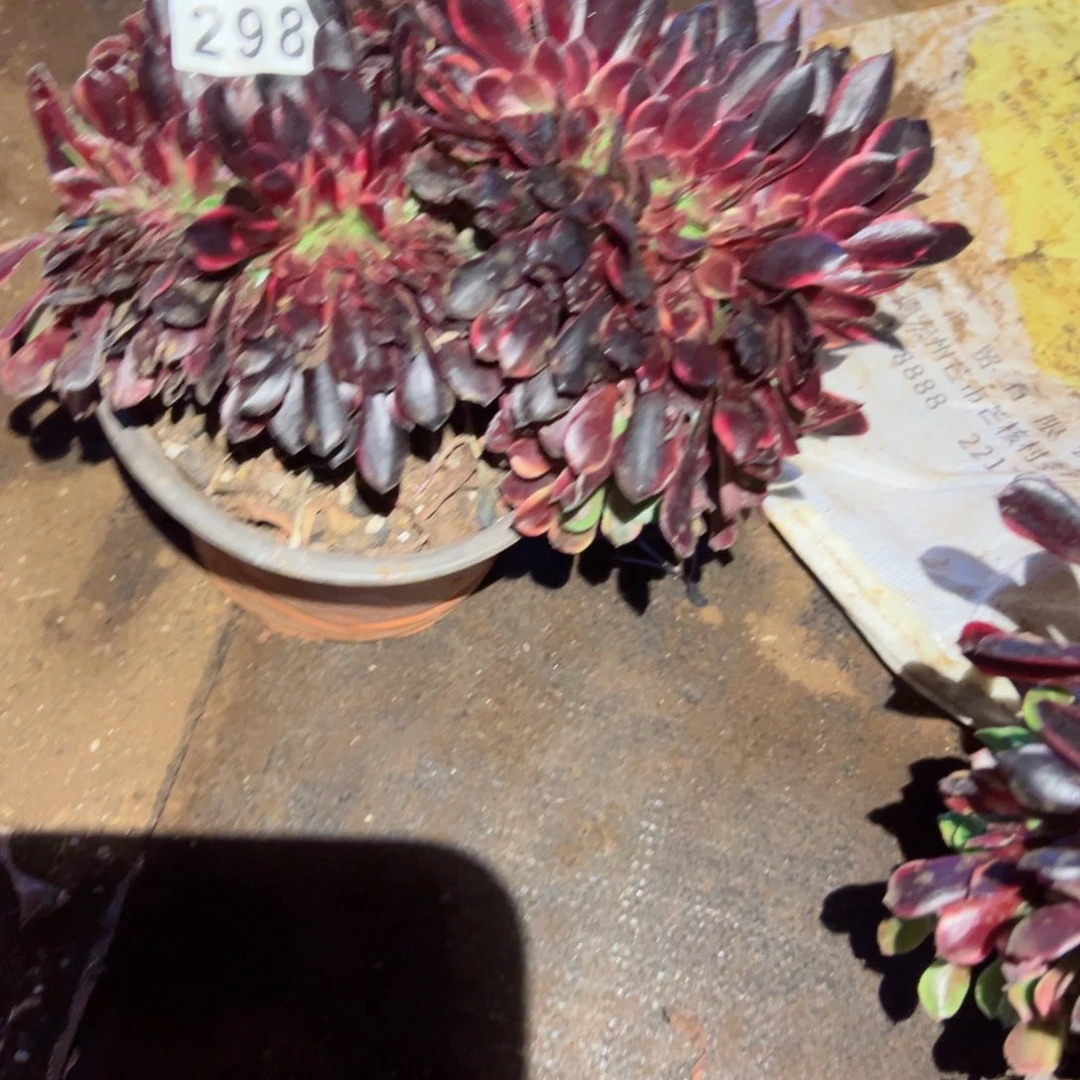 298 号多肉植物福利