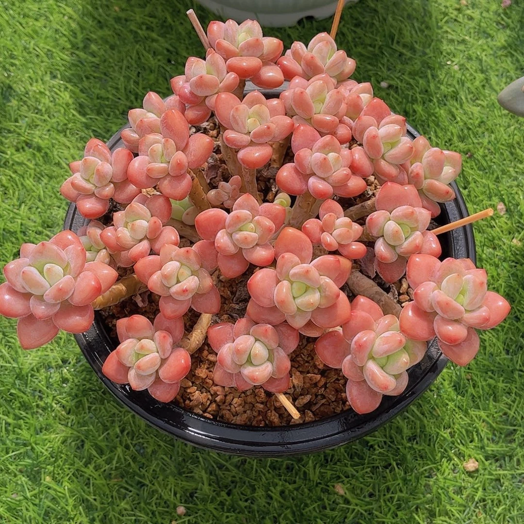 韩版樱花洛神多肉