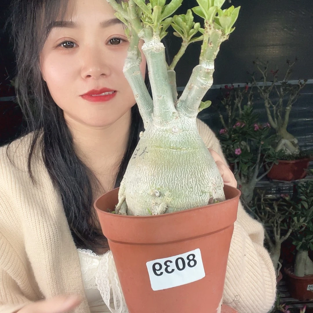 大白沙漠玫瑰8039