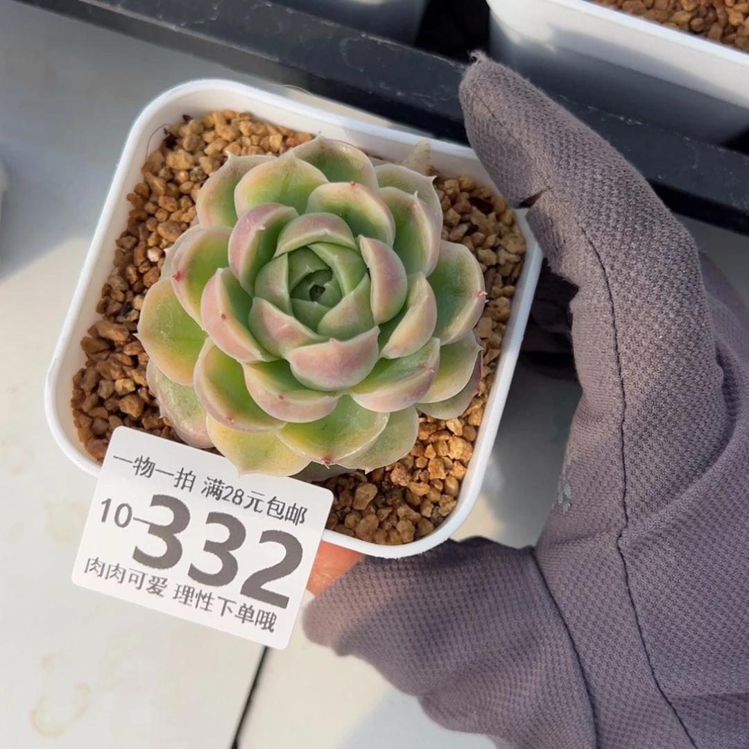 水晶虾饺多肉多肉多肉多肉多肉