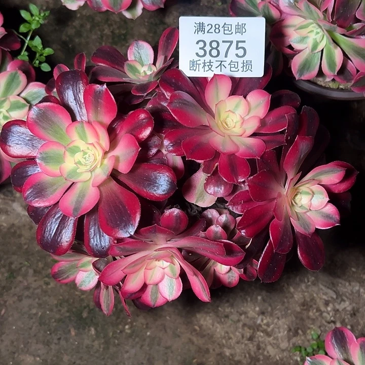 开***好3875丛林美杜莎多肉植物