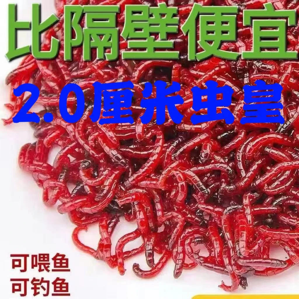 人工培育虫皇可挂所有钩型