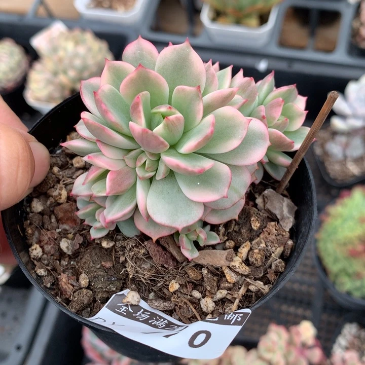 乒乓福娘锦多肉植物红化妆