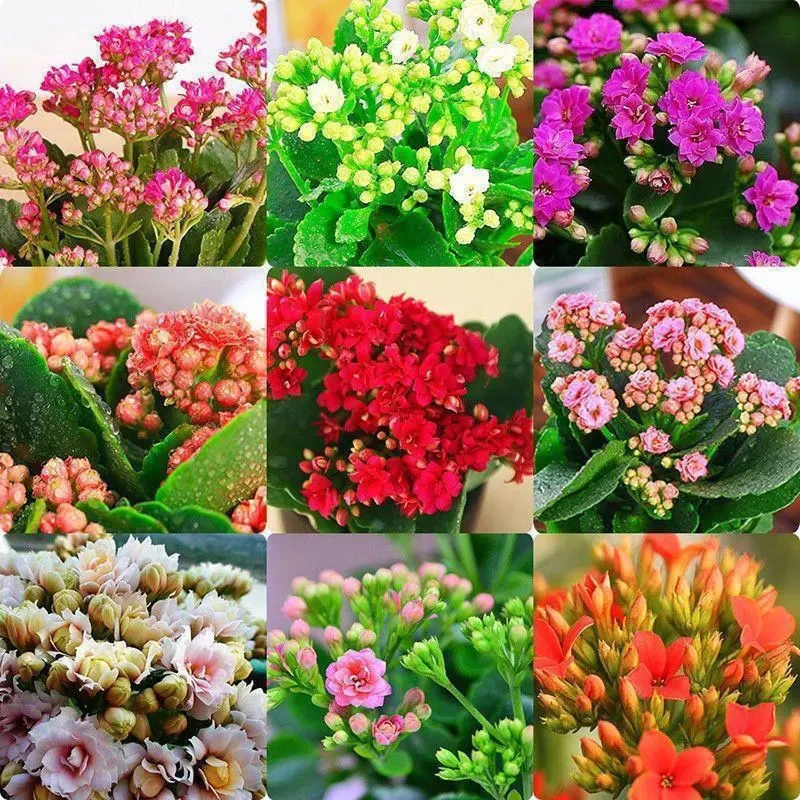 南棠长寿花带花苞包邮养殖盆发货颜色随机一盆