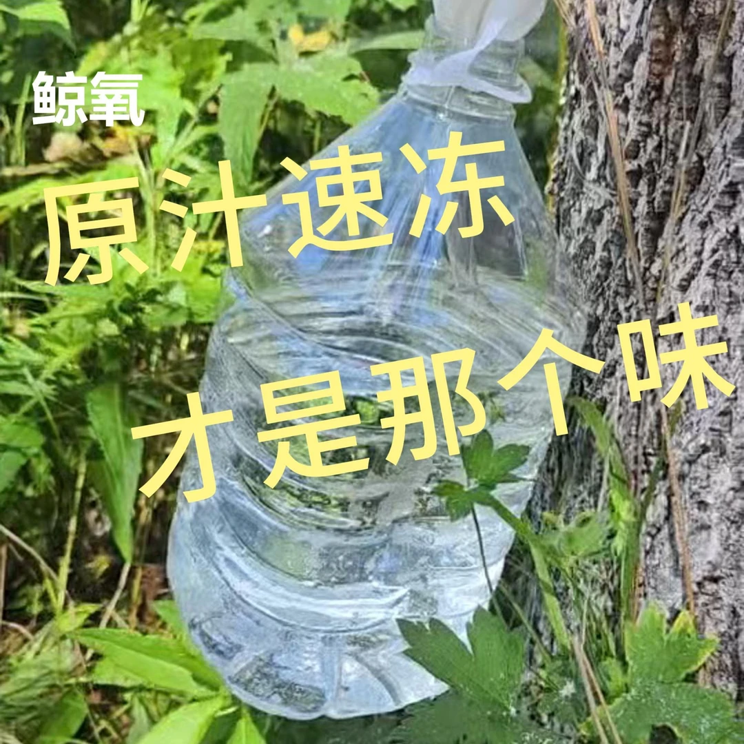 【赠品专用】原产野生白桦树汁原液未加工白桦水原汁天然2.4L桶