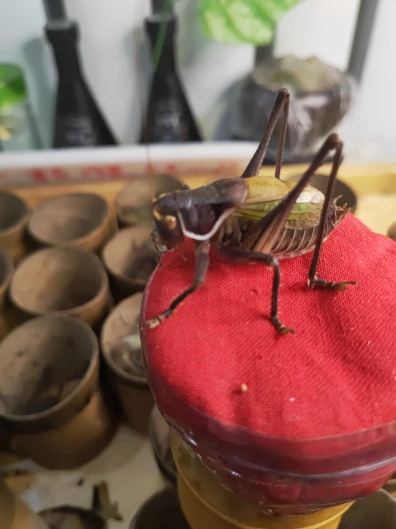 新脱铁皮蝈蝈包邮包邮！