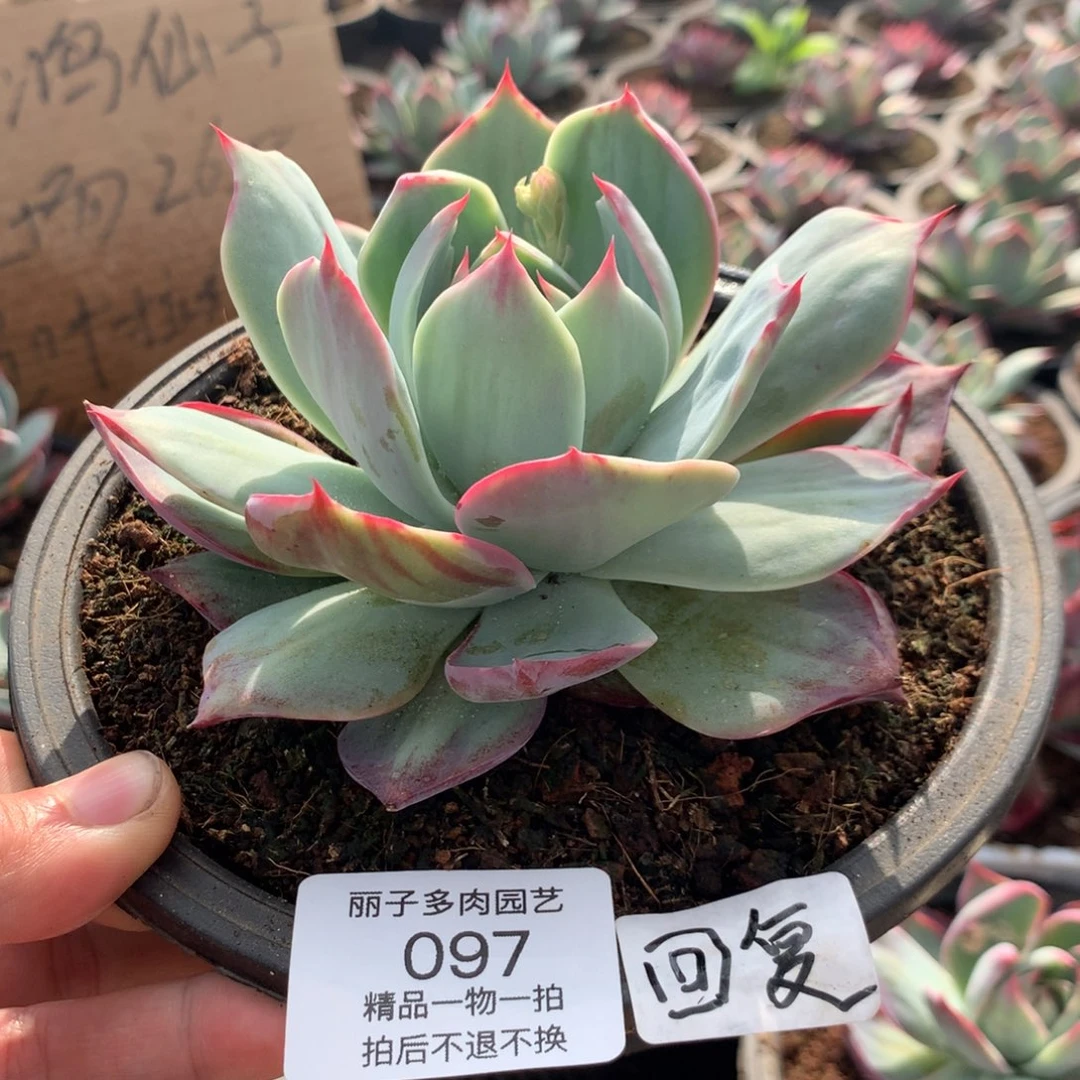 回*097惊鸿尺寸13。多肉植物
