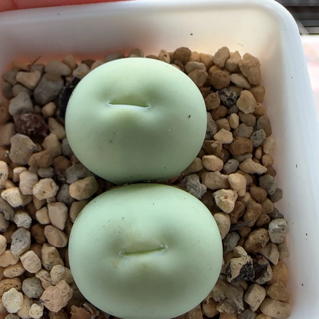 6161 大白多肉植物园