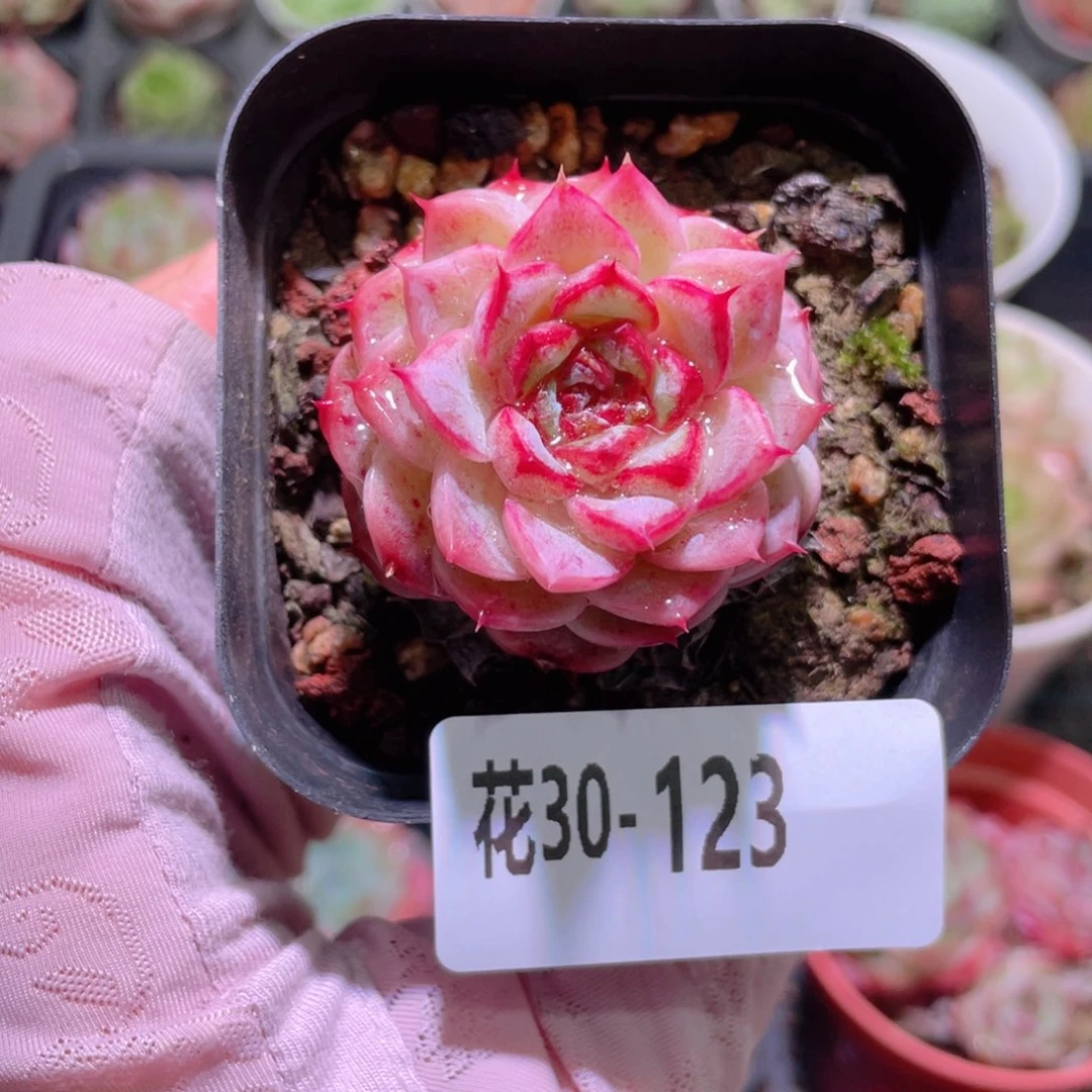 花利美30-123天鹅绒