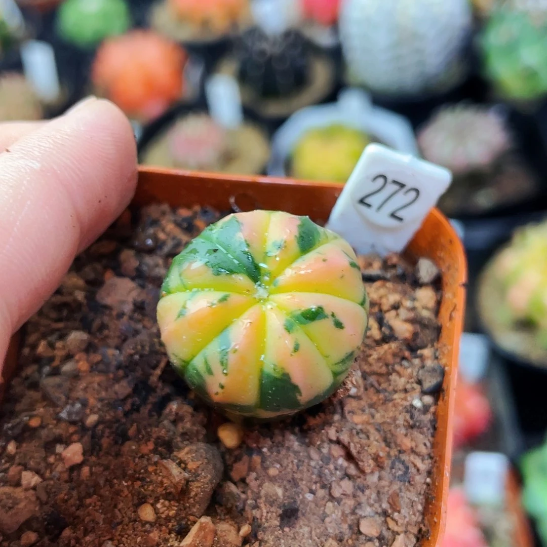 2.2cm 非偏远地区满25包邮仙人球裸根