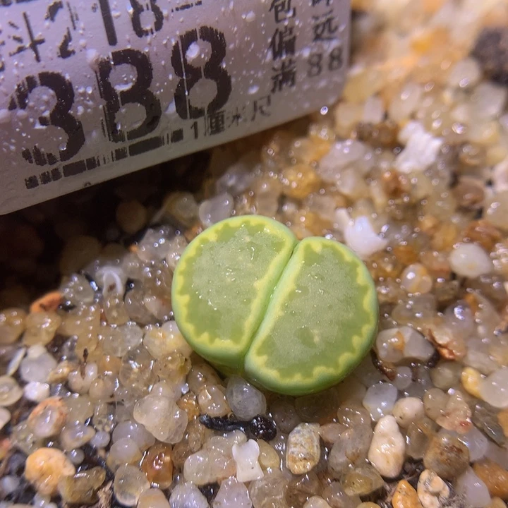 精品生石花218.388