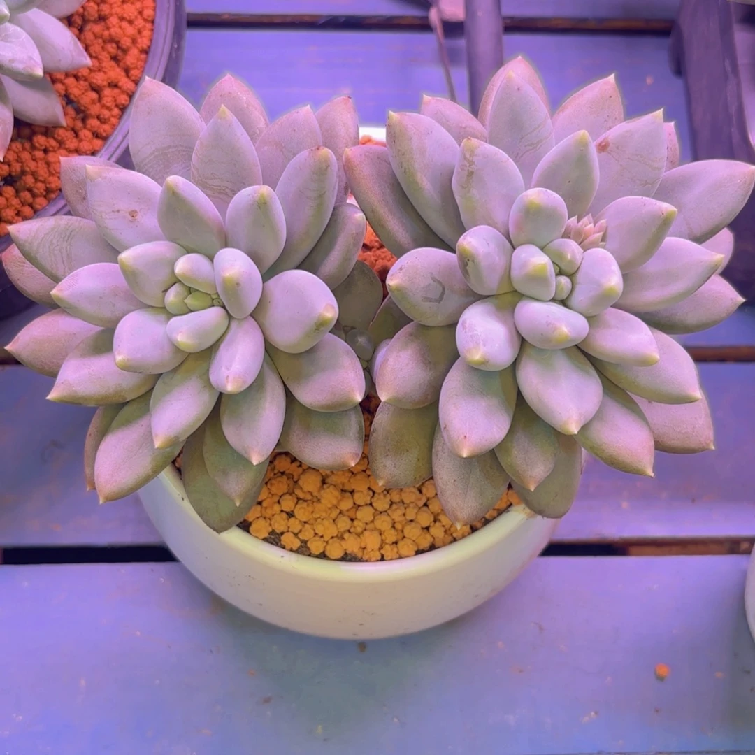 哥特萝莉一物一拍