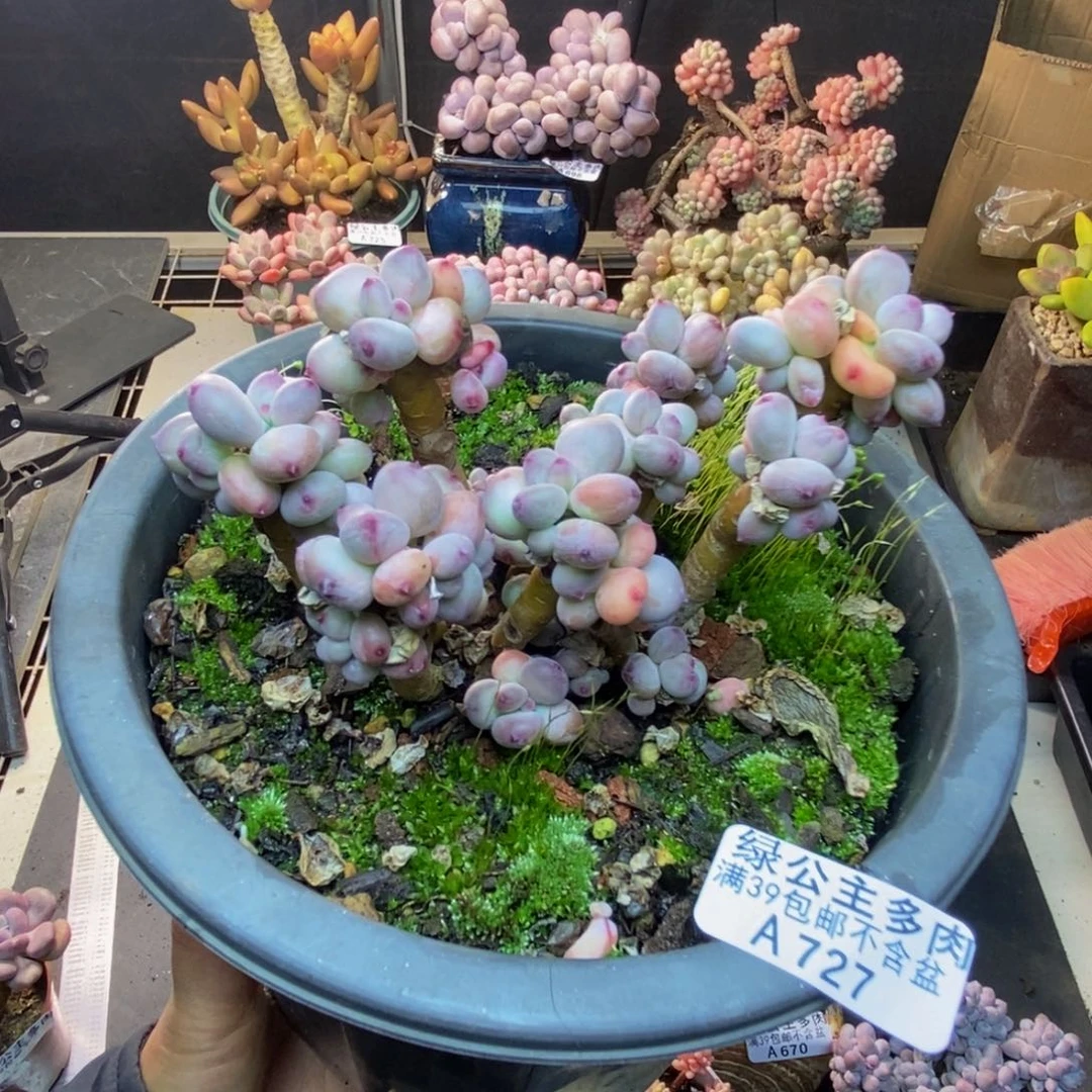 727苹果奶四代多肉10c m