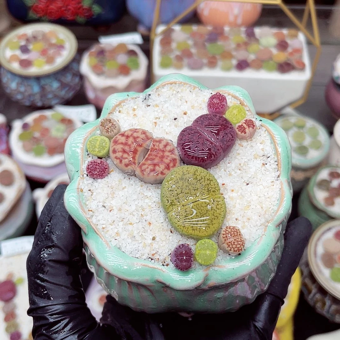 看会哥18包邮0610-169