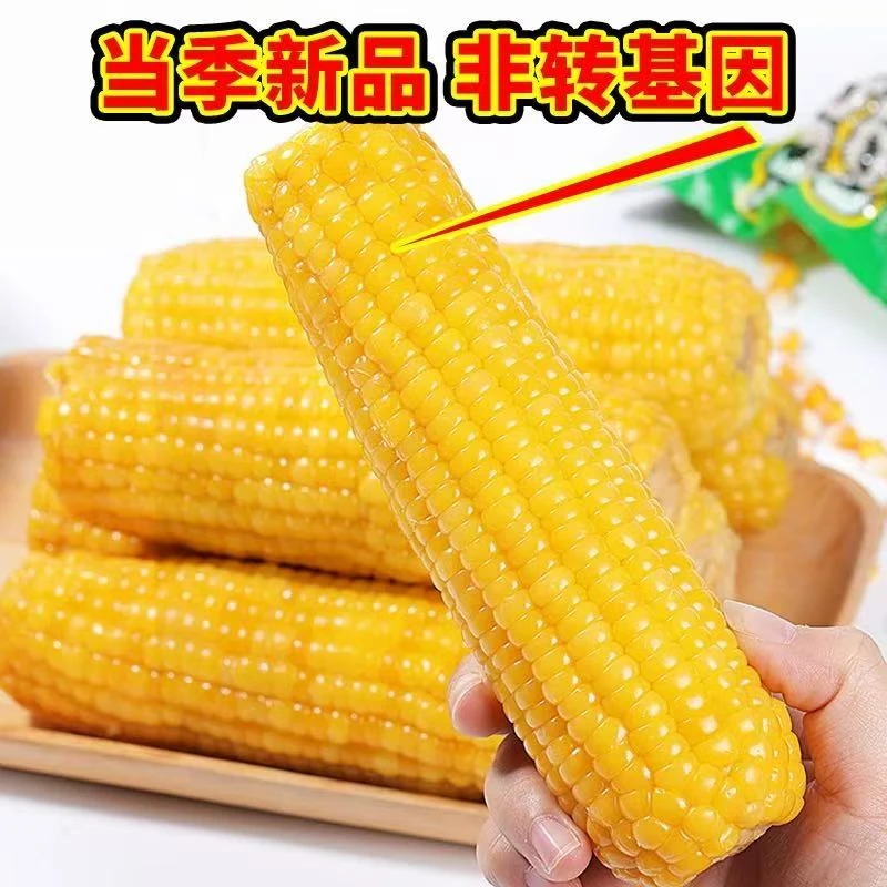 【试吃两根】头茬东北黄糯玉米大个头真空包装整箱十二根（7.5-8斤）