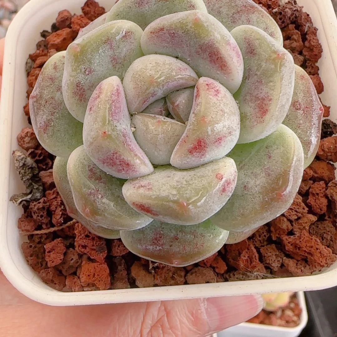 所****?多肉植物8610…………..