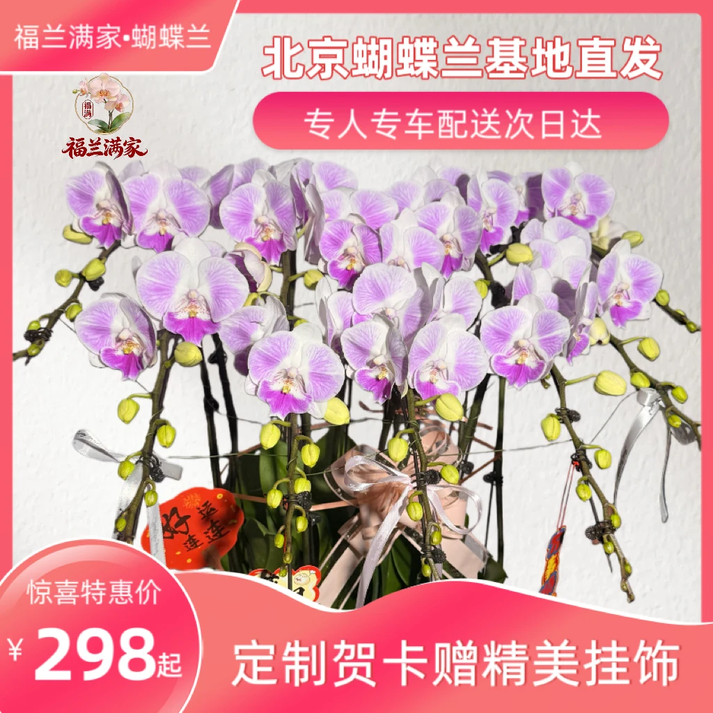 【甜甜蜜蜜】甜美人蝴蝶兰盆栽花北京同城专人专车配送年宵花送礼